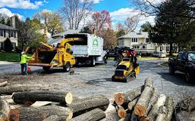  , USA Tree Removal Services Pros